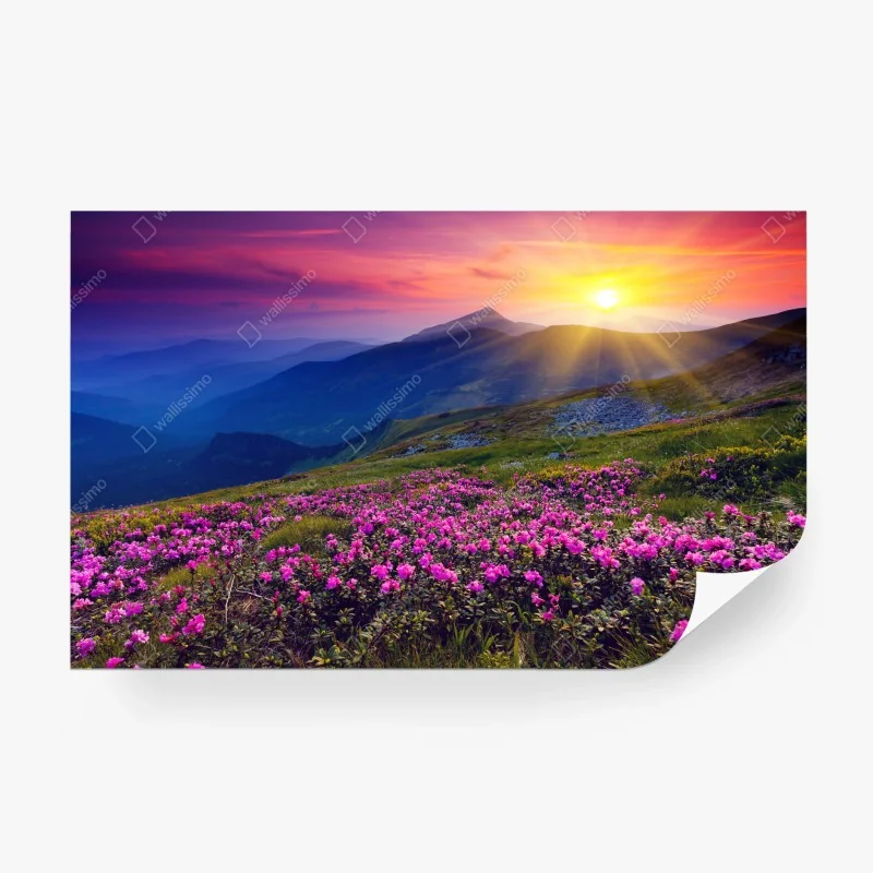 Carta da parati prato di rododendri al tramonto
