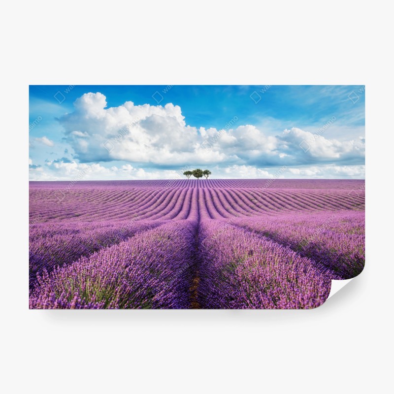 Carta da parati orizzonte di lavanda e alberi solitari