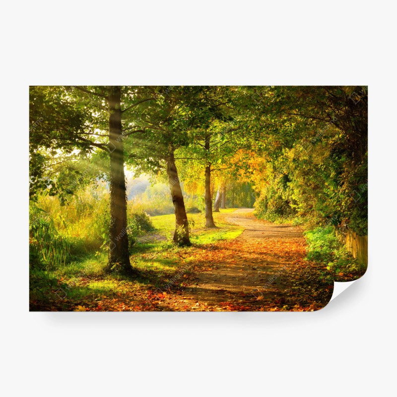 Carta da parati sentiero dorato d'autunno