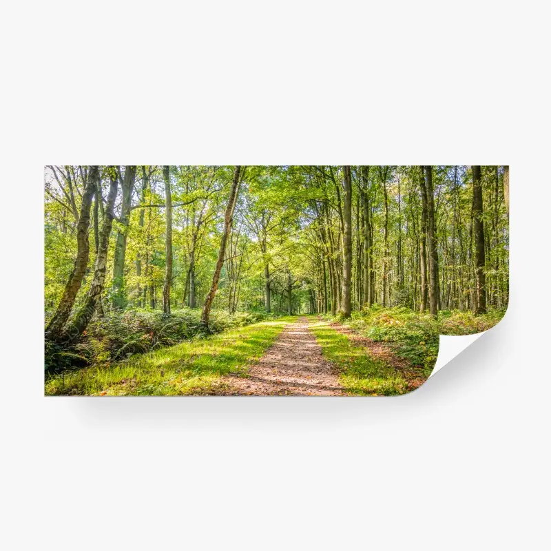 Carta da parati percorso nel bosco verde