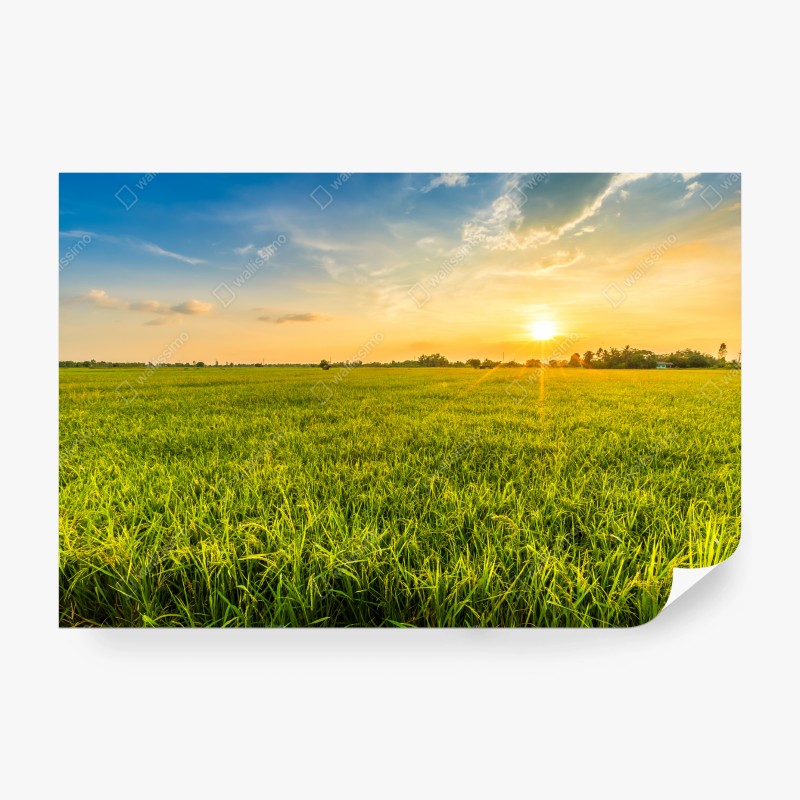 Carta da parati tramonto sulla risaia
