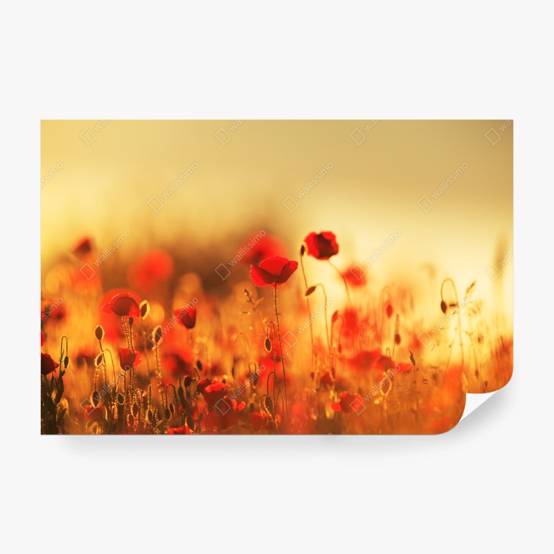 Carta da parati campo di papaveri al tramonto dorato