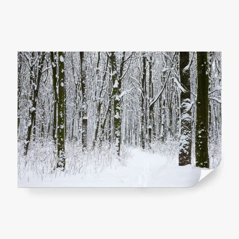 Carta da parati bosco innevato sentiero silenzioso