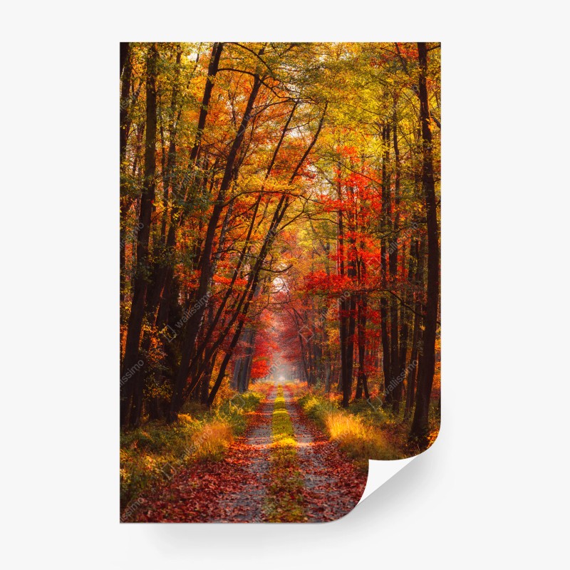 Carta da parati viale d'autunno dorato