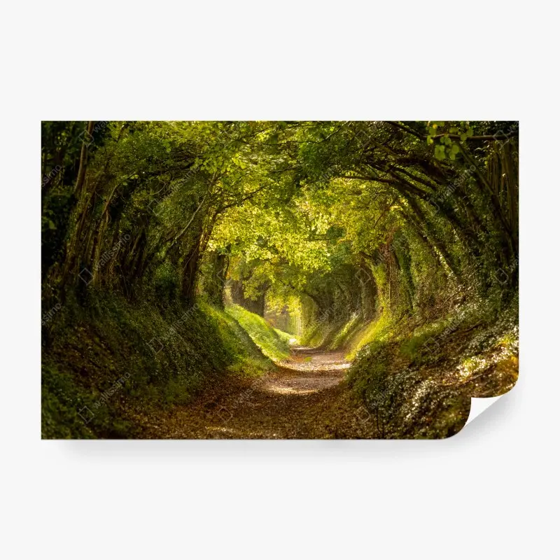 Carta da parati tunnel di alberi dorati