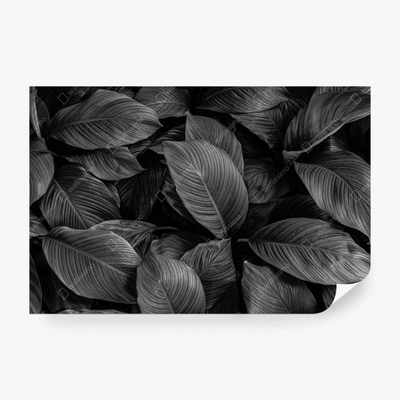 Carta da parati motivo botanico in bianco e nero