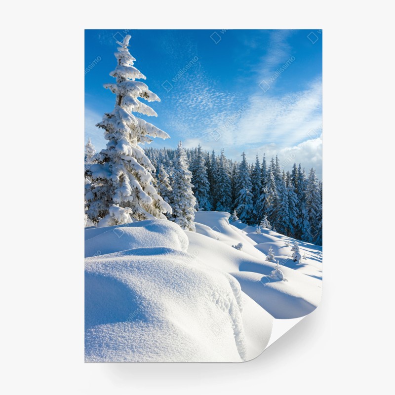 Carta da parati mattino d'inverno tra abeti innevati