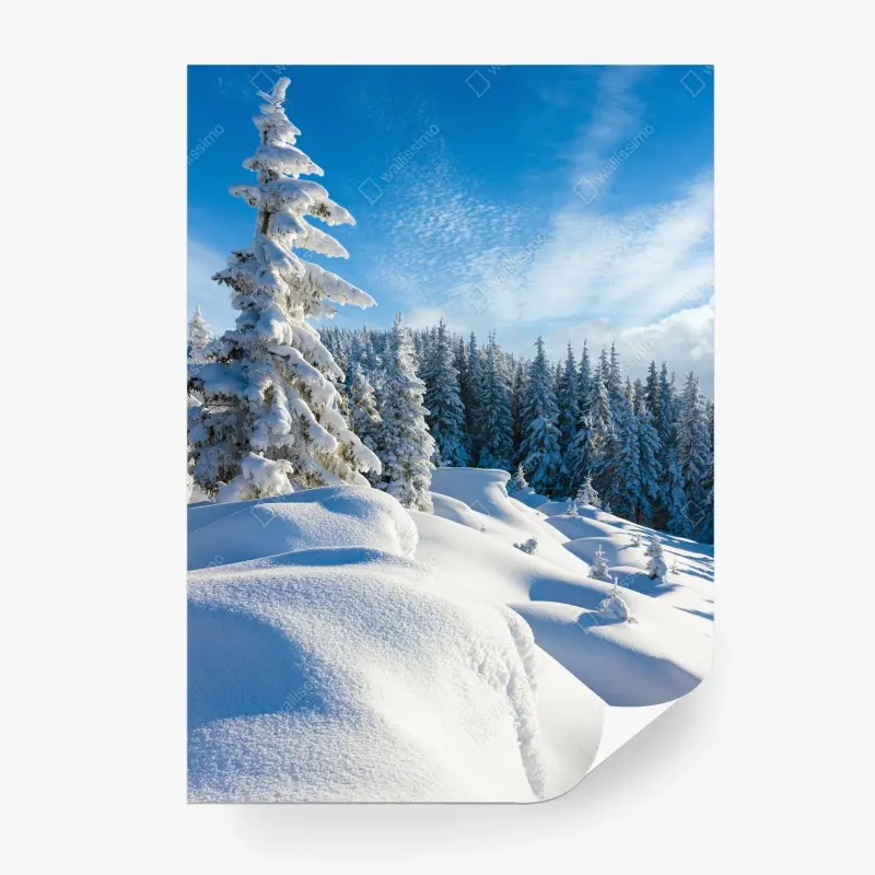 Carta da parati mattino d'inverno tra abeti innevati