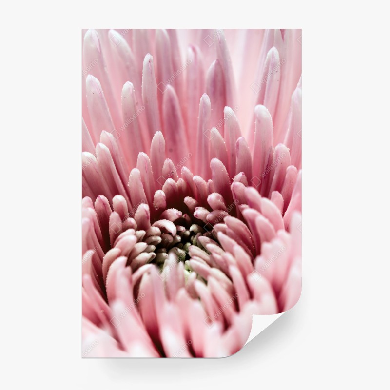 Carta da parati cuore di petali rosa in macro