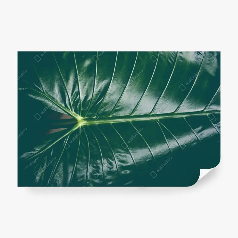 Carta da parati motivo foglia tropicale verde smeraldo