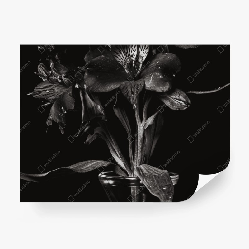 Carta da parati eleganza floreale in bianco e nero
