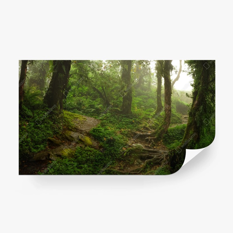 Carta da parati sentiero nella foresta incantata