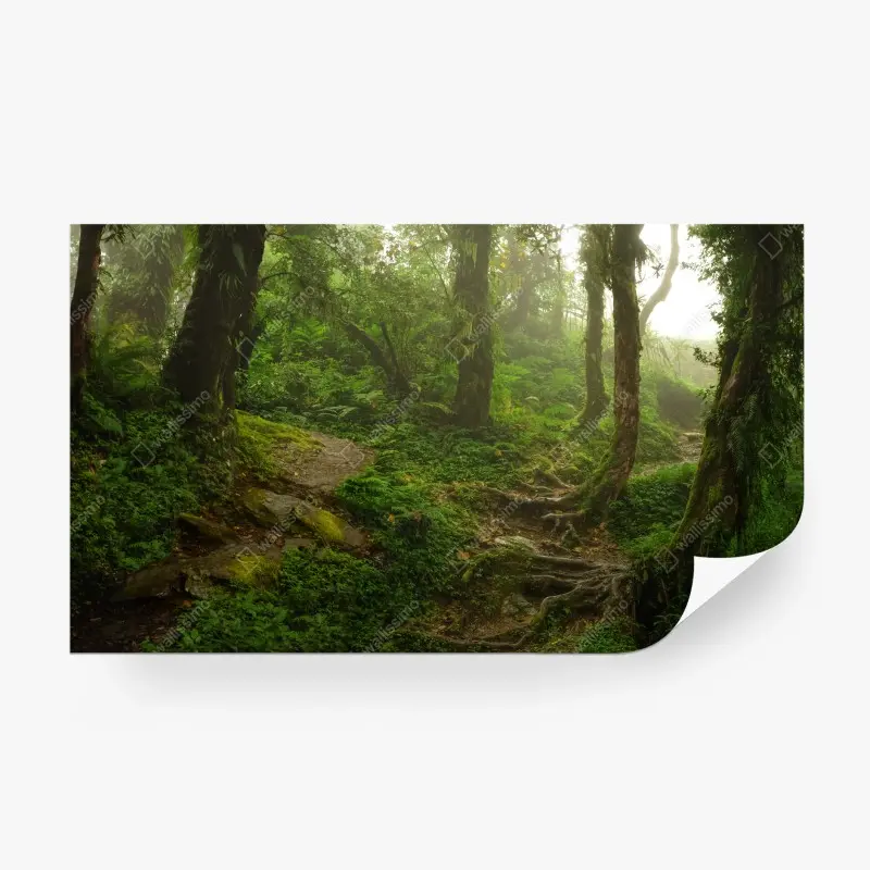 Carta da parati sentiero nella foresta incantata