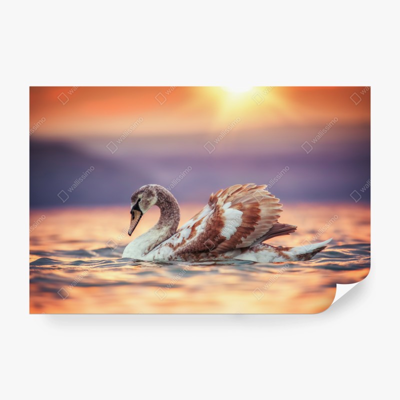 Carta da parati cigno al tramonto sul lago dorato