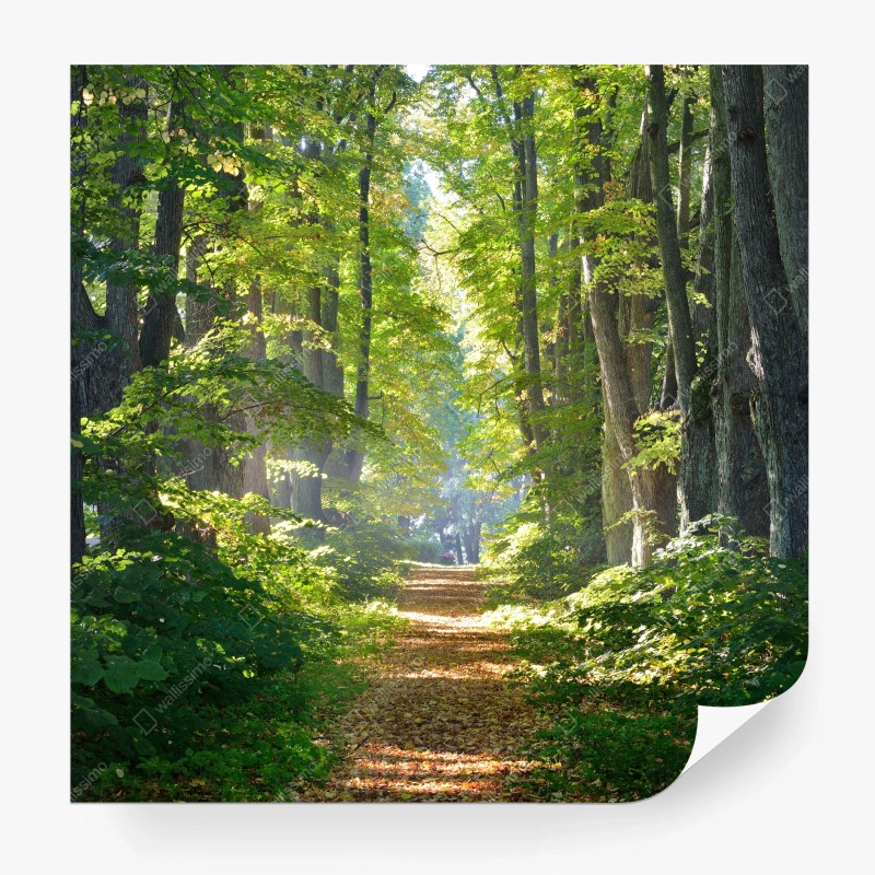 Carta da parati sentiero dorato nel bosco