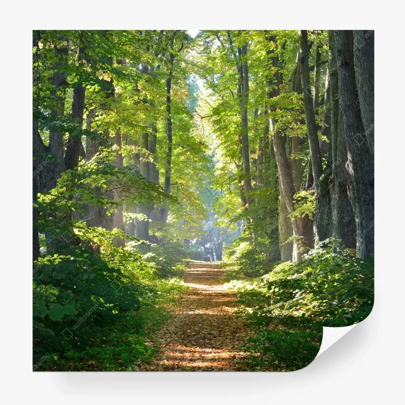 Carta da parati sentiero dorato nel bosco
