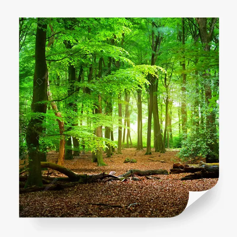 Carta da parati foresta di luce verde