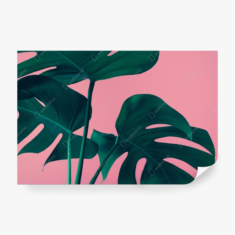 Carta da parati foglie di monstera su sfondo rosa