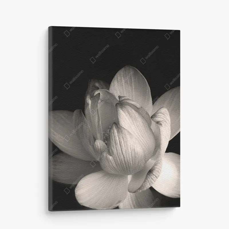 Quadro su tela eleganza di loto in bianco e nero • Wallissimo® Quadro su tela eleganza di loto in bianco e nero • Wallissimo®