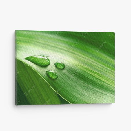 Quadro su tela foglia verde con gocce d'acqua • Wallissimo®