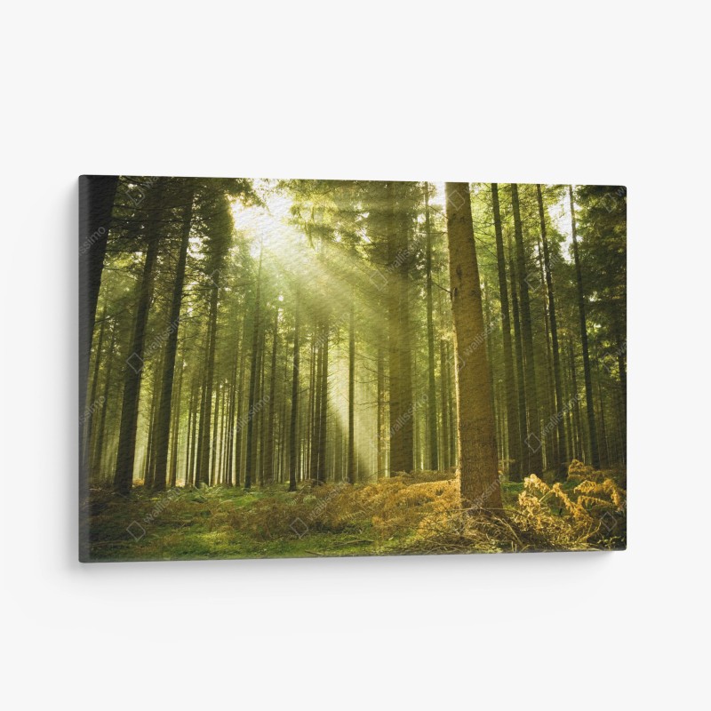Quadro su tela raggi di sole nella foresta