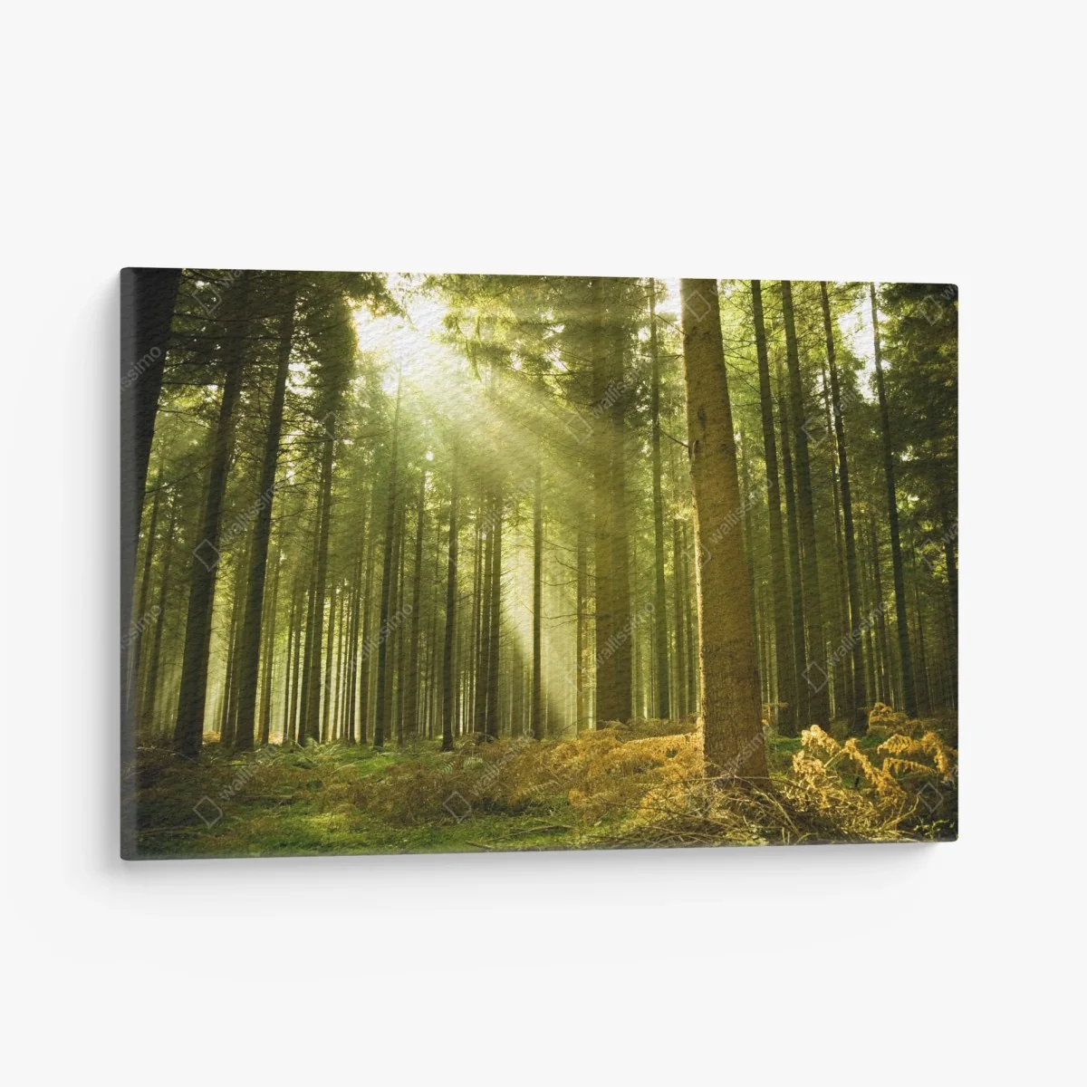 Quadro su tela raggi di sole nella foresta • Wallissimo® Quadro su tela raggi di sole nella foresta • Wallissimo®