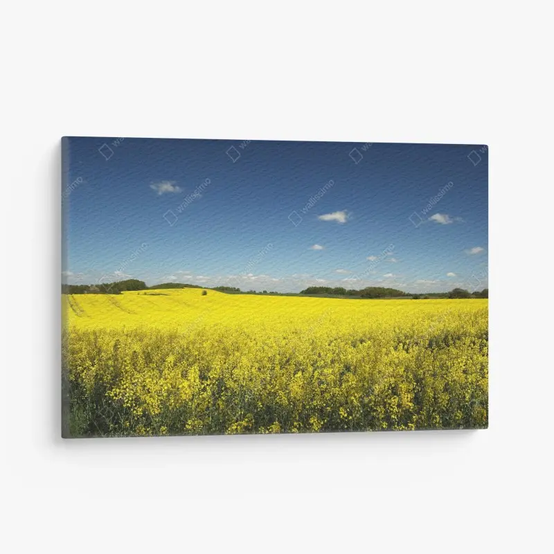 Quadro su tela campo di colza sotto un cielo azzurro