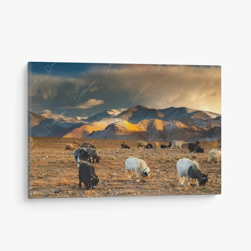 Quadro su tela tramonto sul pascolo del Tibet