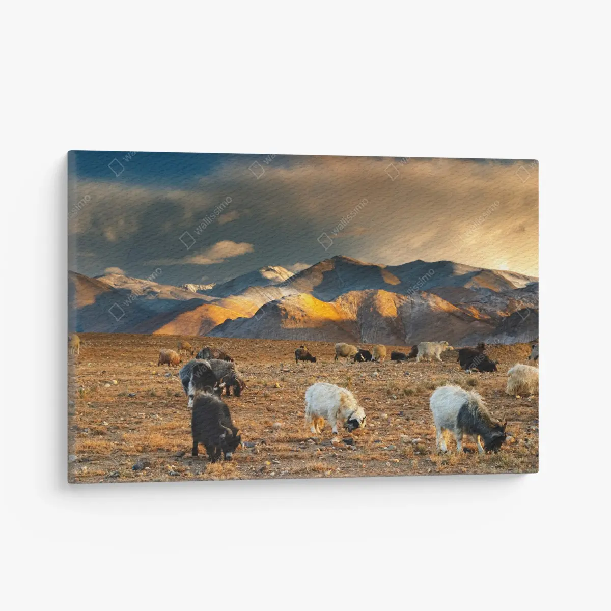 Quadro su tela tramonto sul pascolo del Tibet • Wallissimo®