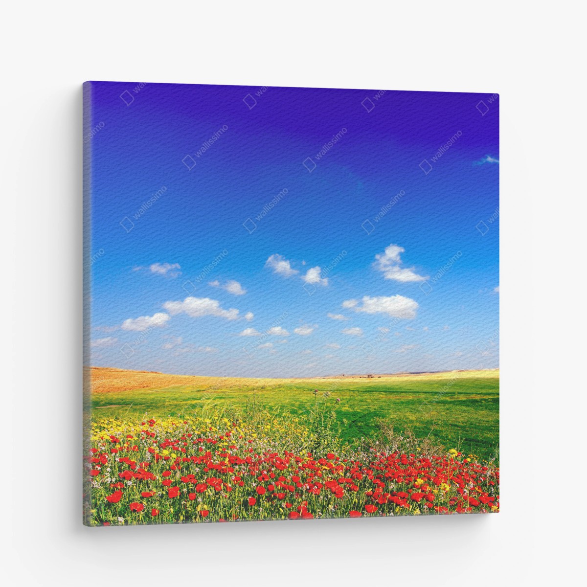 Quadro su tela papaveri nel prato estivo • Wallissimo®