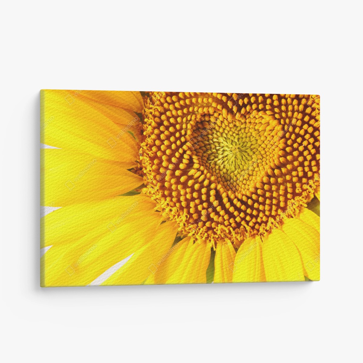 Quadro su tela cuore di girasole, dettaglio solare • Wallissimo®