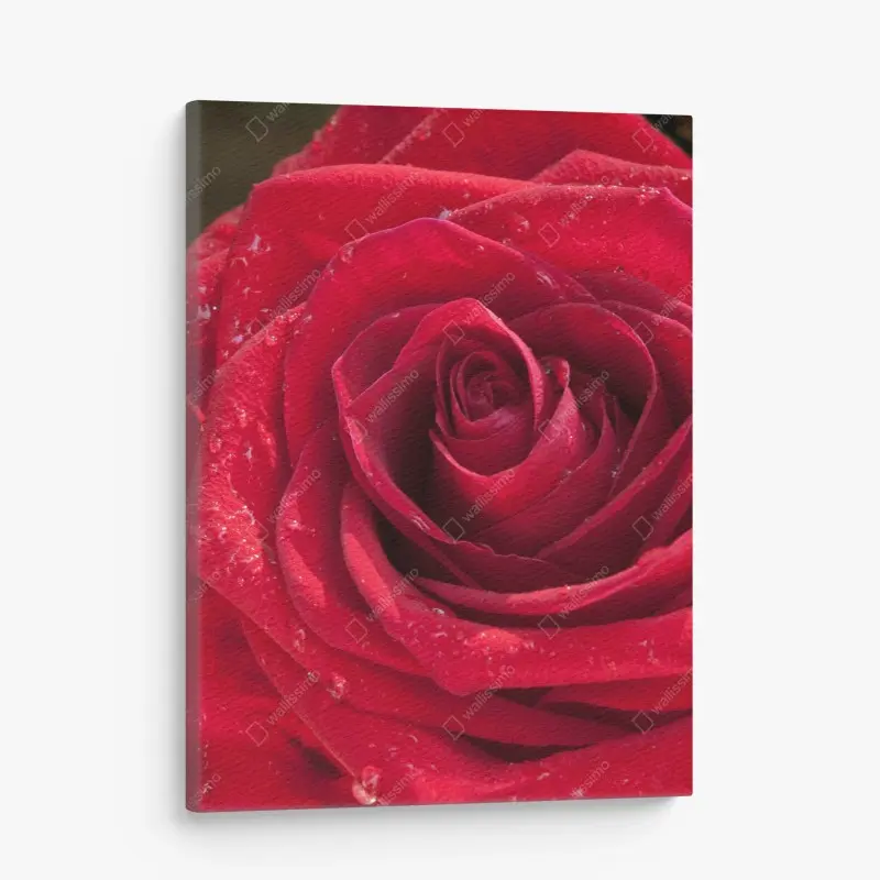 Quadro su tela eleganza di una rosa rossa in primo piano