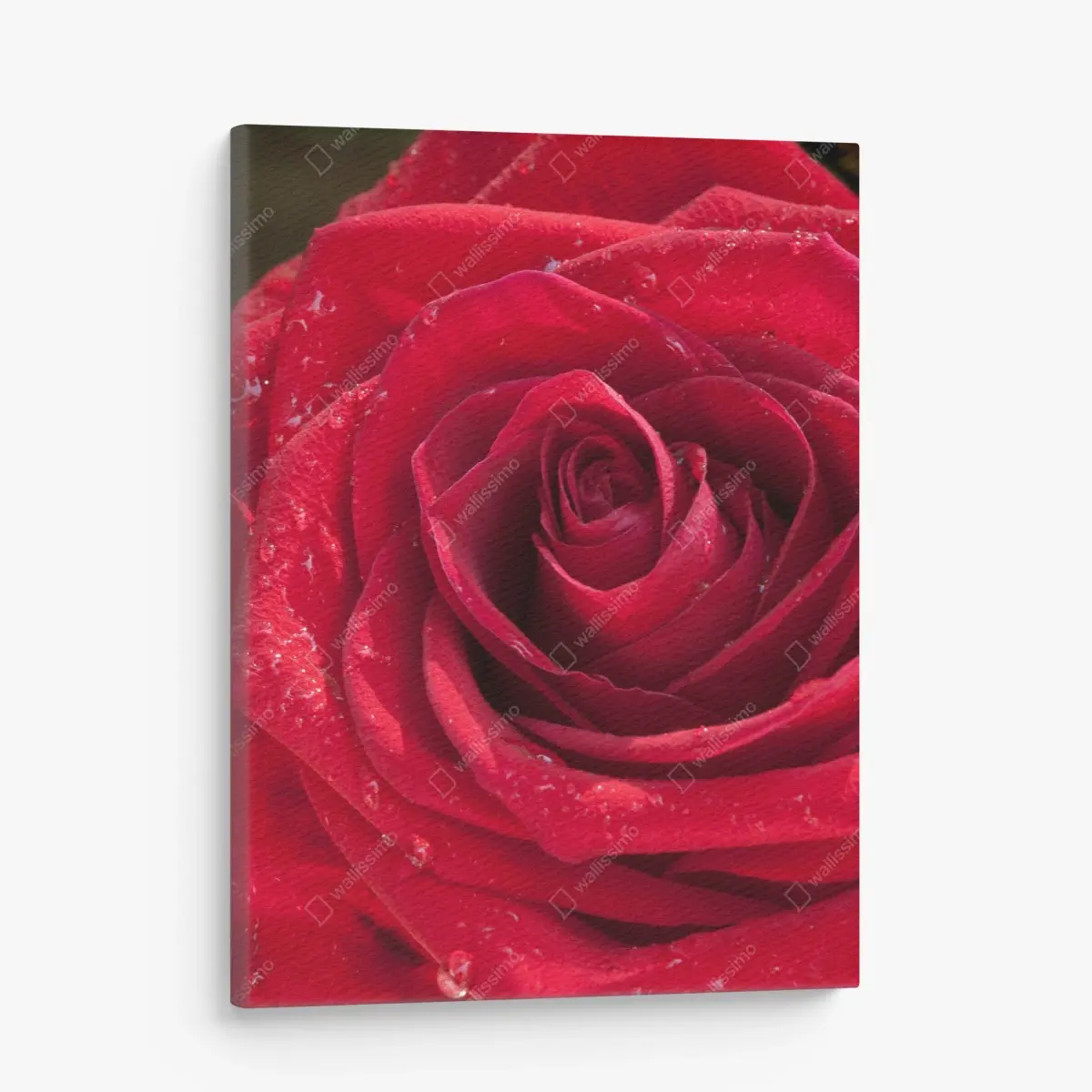 Quadro su tela eleganza di una rosa rossa in primo piano • Wallissimo®