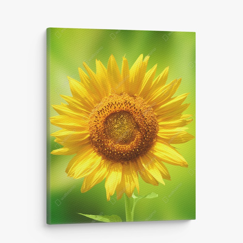 Quadro su tela girasole luminoso su sfondo verde • Wallissimo® Quadro su tela girasole luminoso su sfondo verde • Wallissimo®