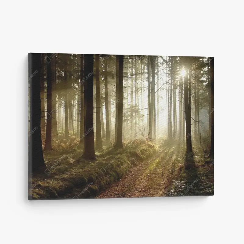 Quadro su tela sentiero dorato nella foresta al mattino
