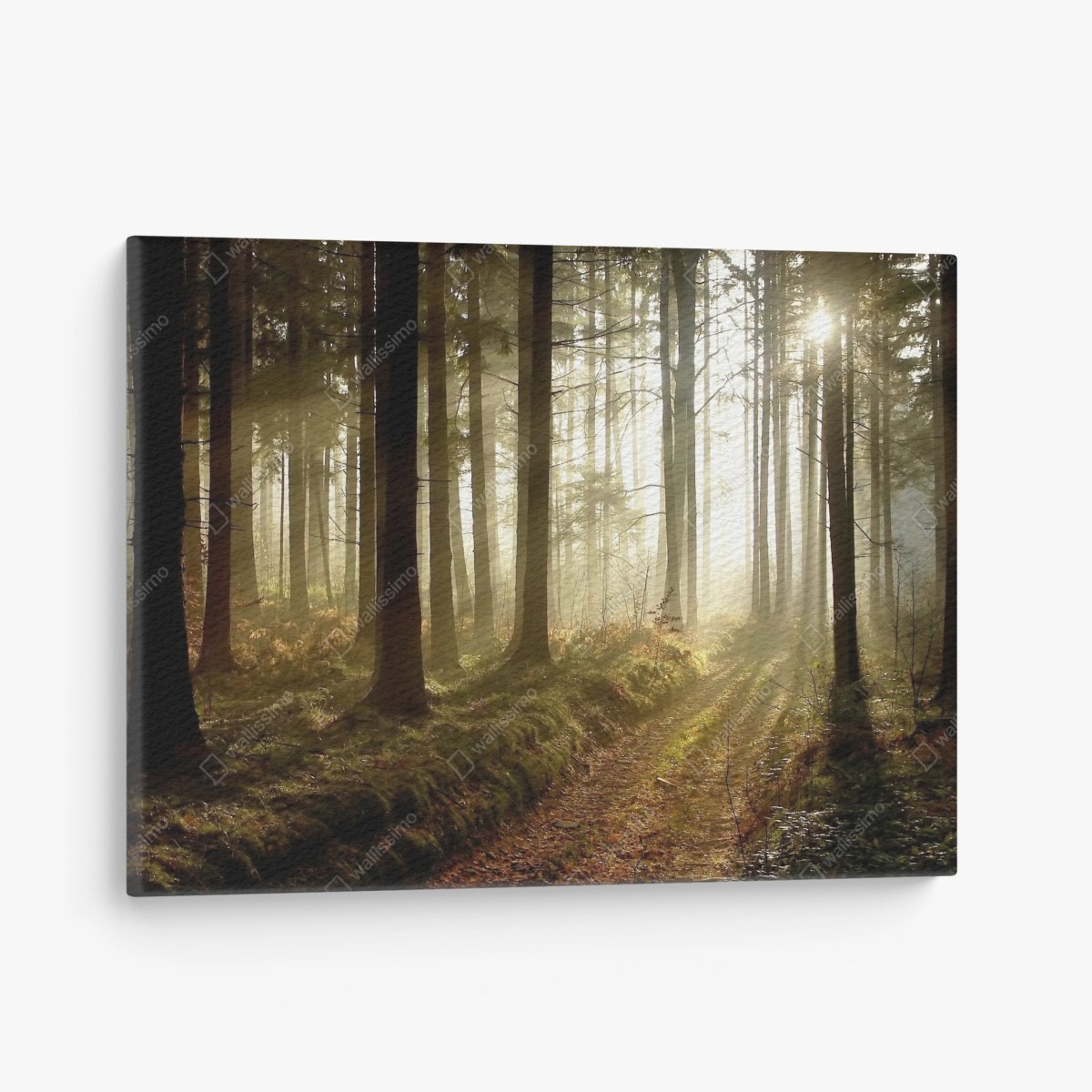 Quadro su tela sentiero dorato nella foresta al mattino • Wallissimo®