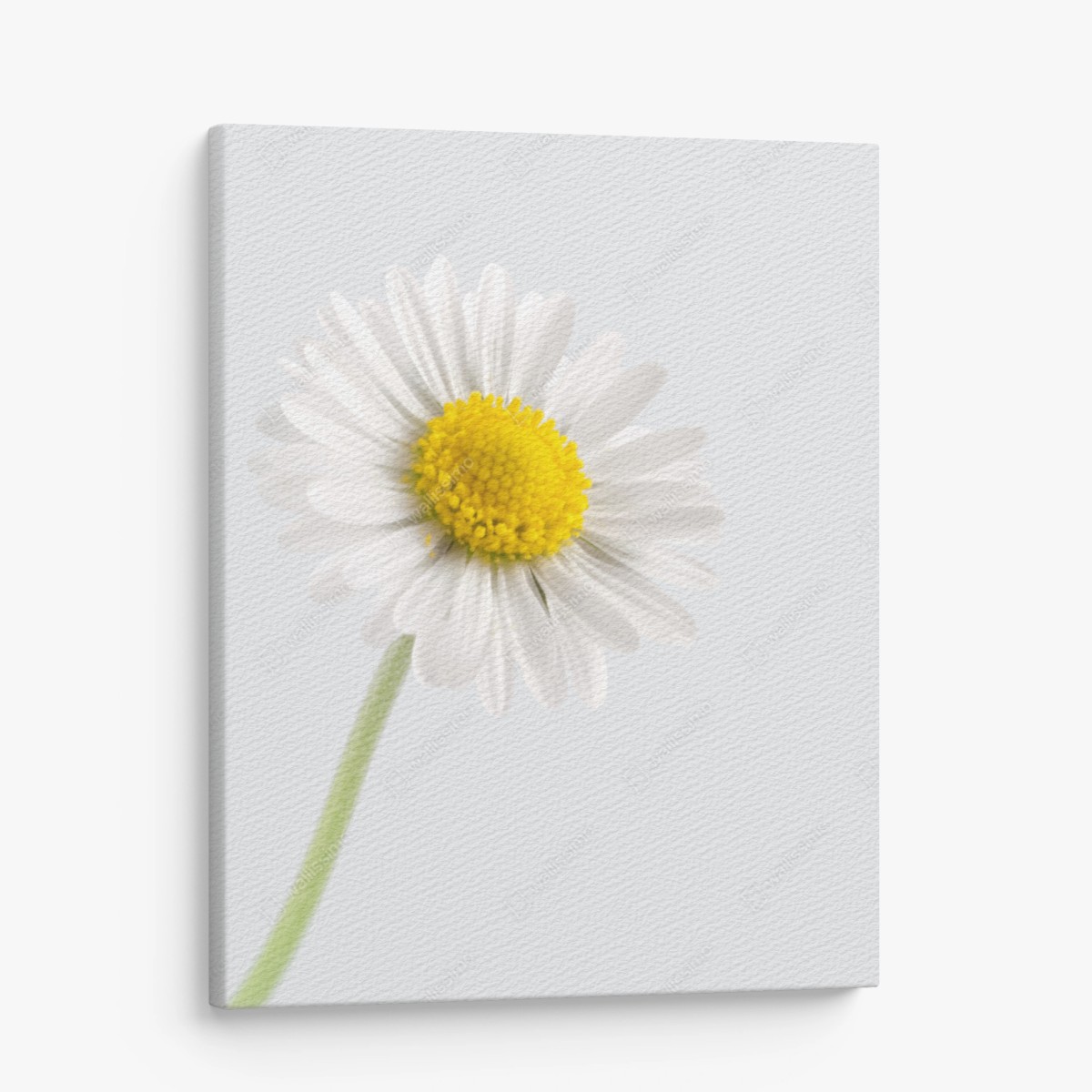 Quadro su tela margherita minimalista su sfondo chiaro • Wallissimo®