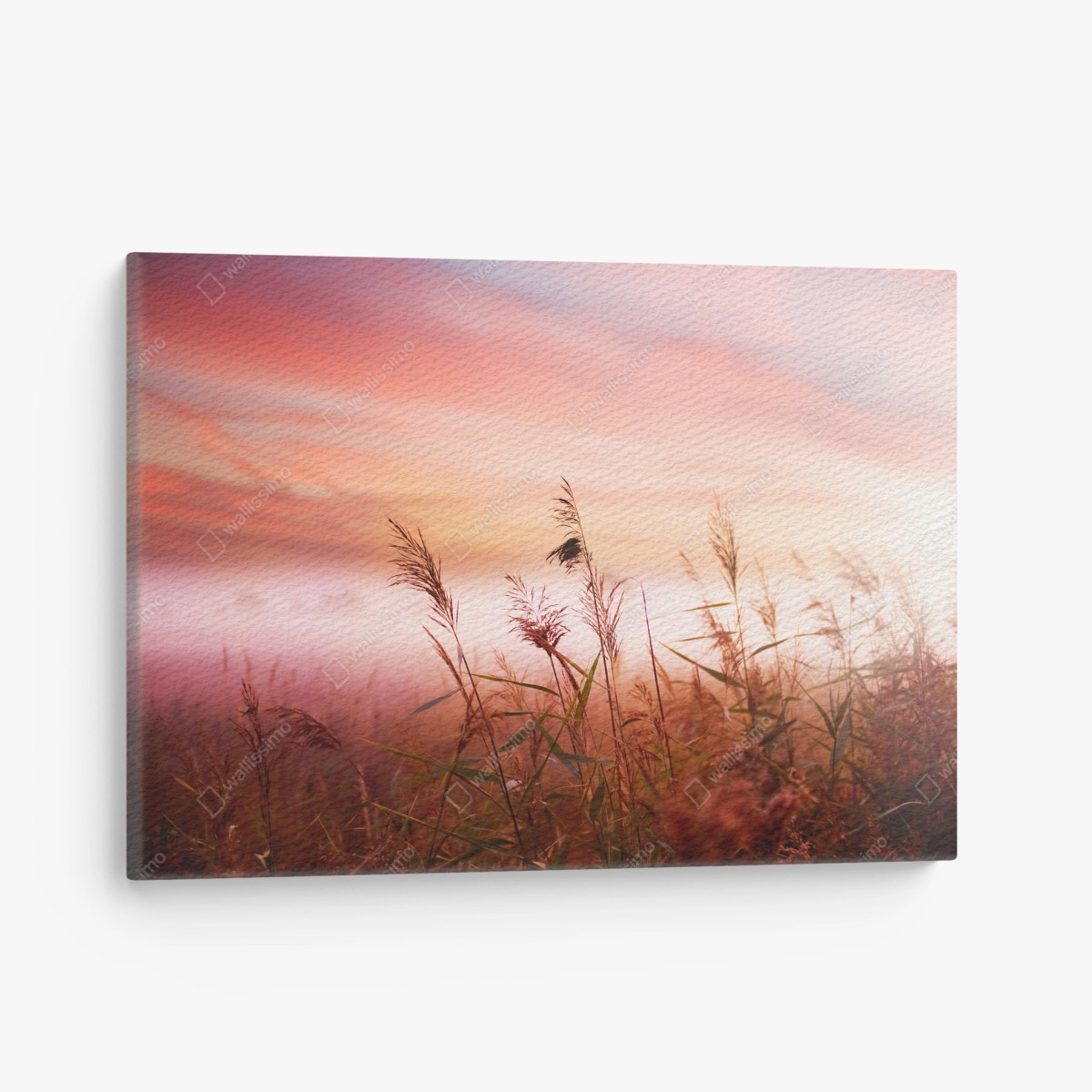 Quadro su tela tramonto rosa tra le canne • Wallissimo®
