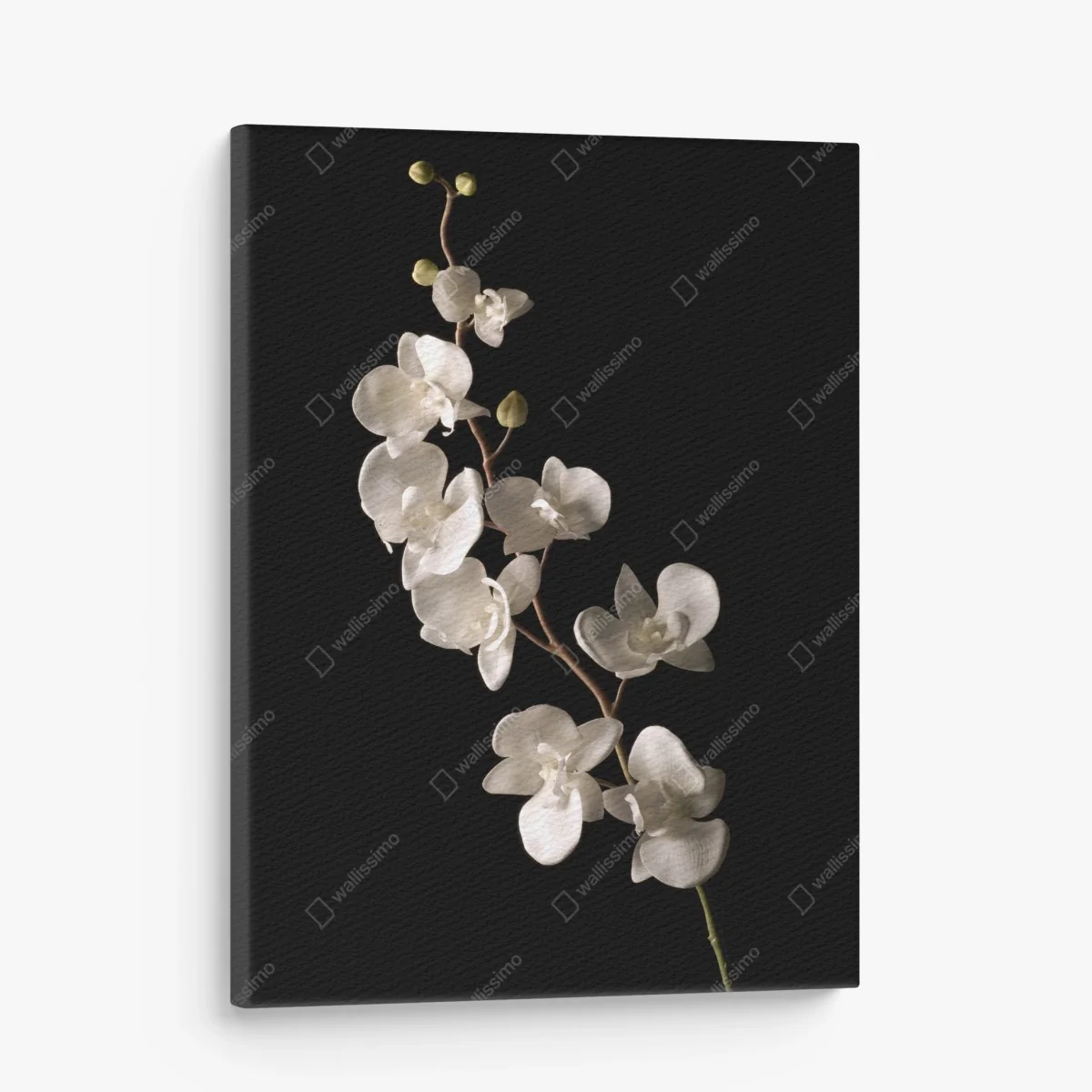 Quadro su tela elegante orchidea bianca su sfondo nero • Wallissimo® Quadro su tela elegante orchidea bianca su sfondo nero • Wallissimo®