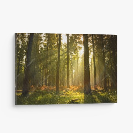 Quadro su tela bosco al crepuscolo con raggi dorati • Wallissimo®