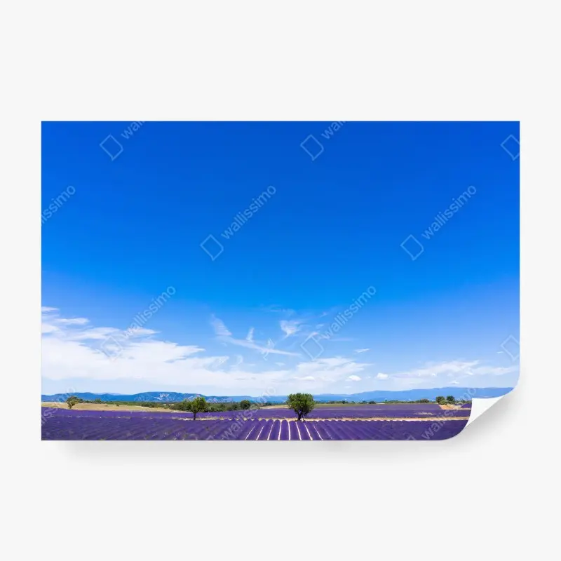 Carta da parati LAVANDA CAMPI PROVENZA FRANCIA CIELO PER SOGGIORNO