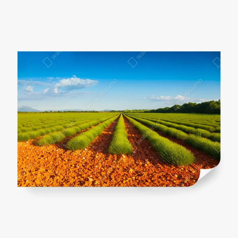 Carta da parati LAVANDA CAMPO NATURA PAESAGGIO SOLE PER SOGGIORNO