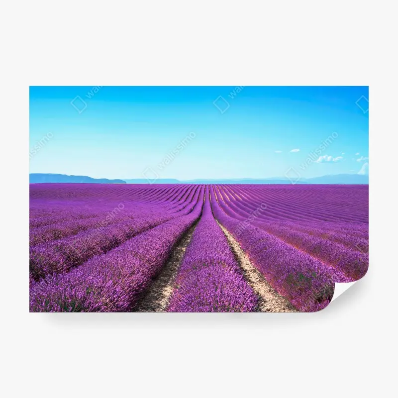 Carta da parati LAVANDA VIOLA CAMPO PAESAGGIO CALMO PER SOGGIORNO