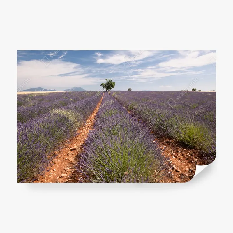 Carta da parati LAVANDA CAMPI PROVENZA PAESAGGIO ALBERO IN CAMERA