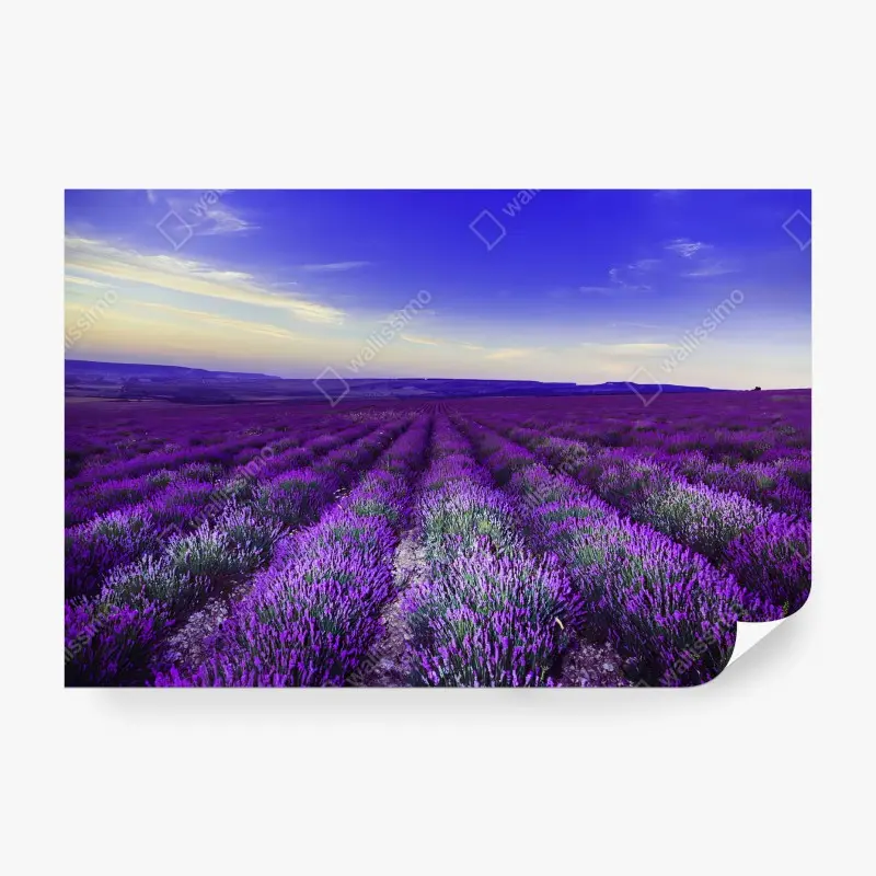 Carta da parati LAVANDA CAMPO TRAMONTO PAESAGGIO VIOLA PER CAMERA