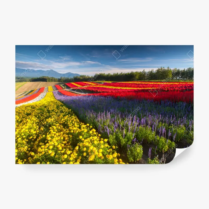 Carta da parati FIORI CAMPO COLORATO PAESAGGIO NATURA PER SOGGIORNO