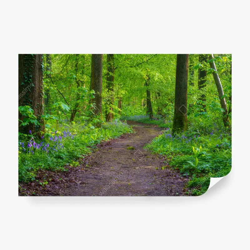 Carta da parati FORESTA SENTIERO ALBERI VERDE CAMPANULE PER SOGGIORNO