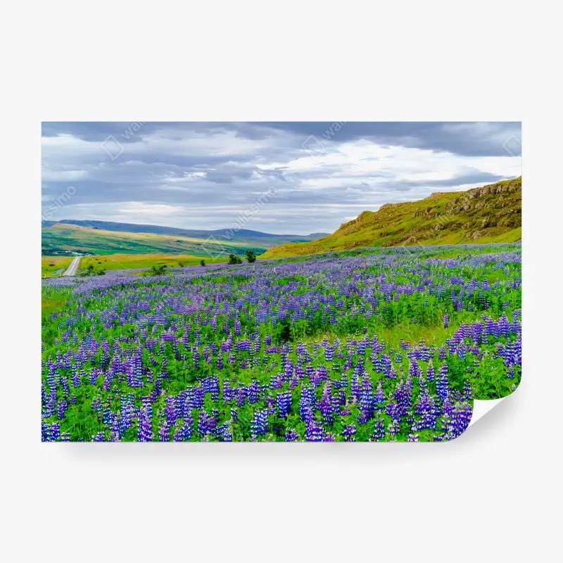 Carta da parati ISLANDA PAESAGGIO LUPINI FIORI VIOLA PER SOGGIORNO