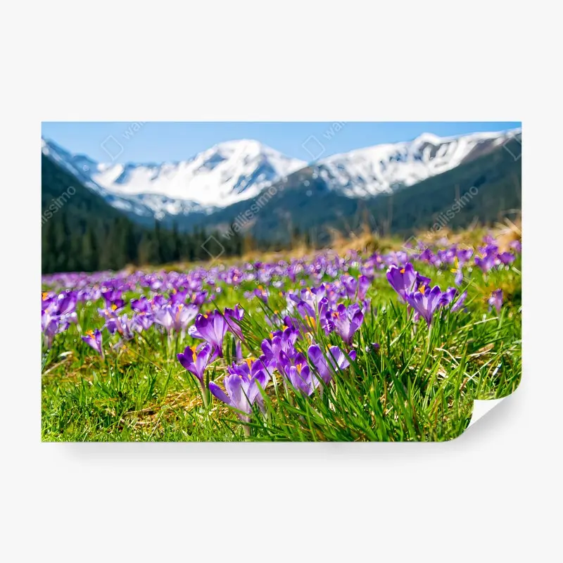 Carta da parati CROCUS VIOLA PRATO ALPINO PRIMAVERA PER SOGGIORNO
