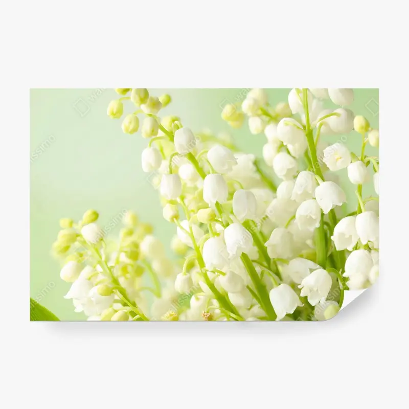 Carta da parati MUGHETTO BIANCO FIORI PRIMAVERA ZEN PER LA CAMERA